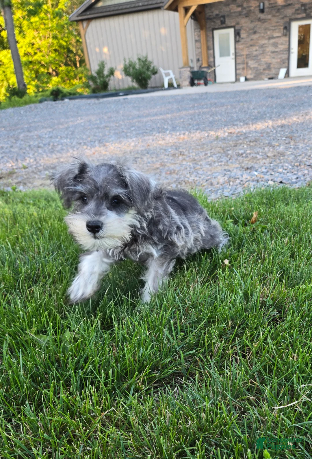 Miniature Schnauzer dogs for sale: Nessa - Ad 11