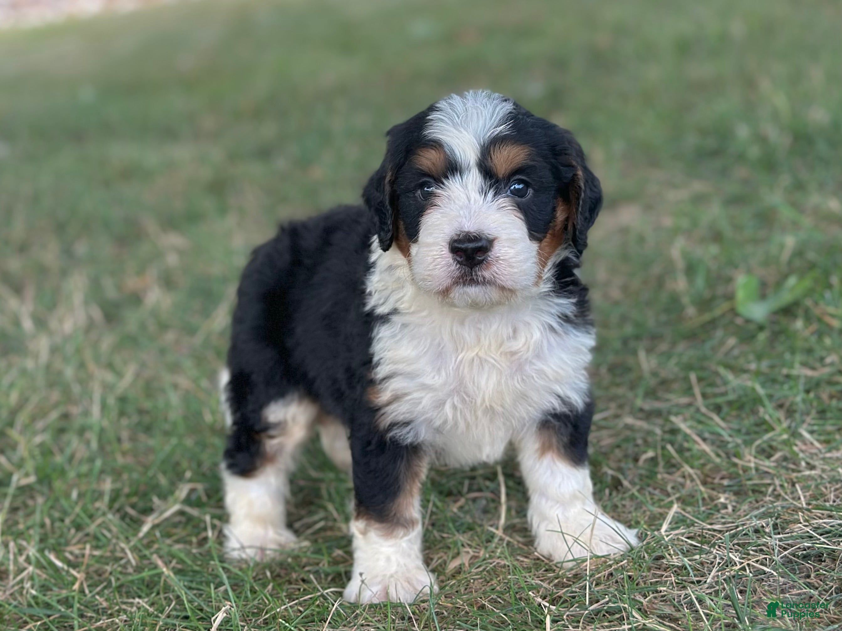 Mini Bernedoodle dogs Bennie - Ad 1