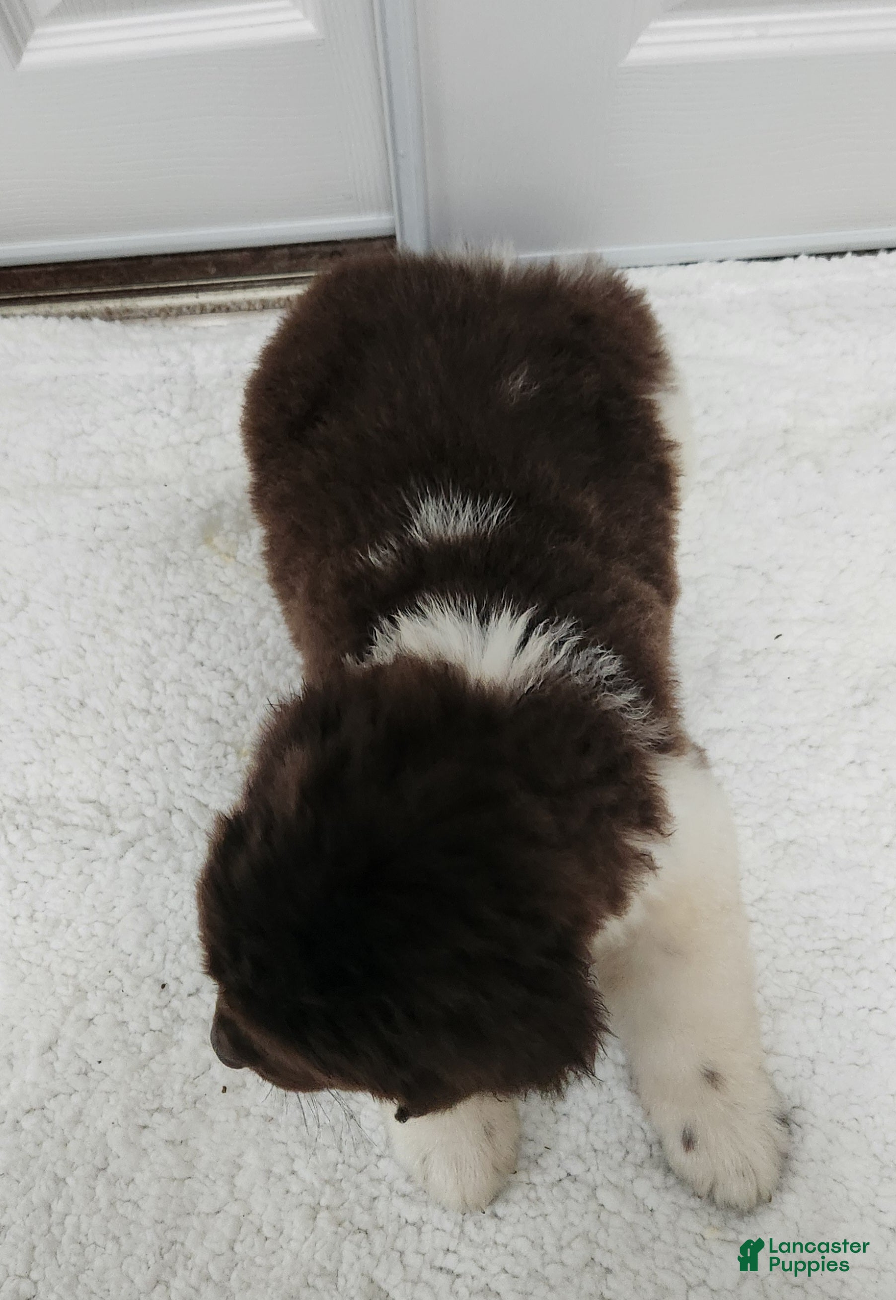 Newfoundland dogs AKC Izzy - Ad 2