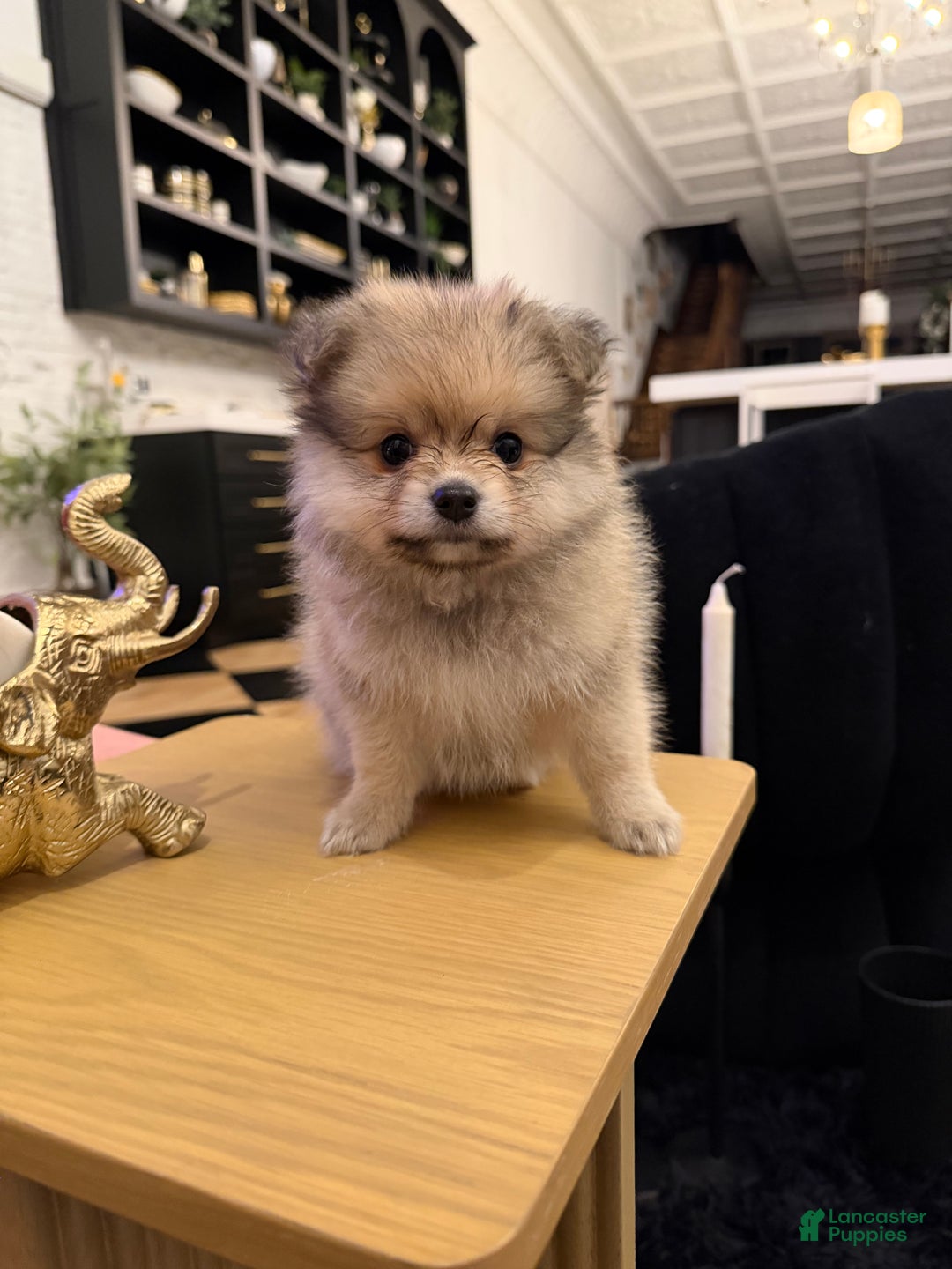 Pomeranian dogs for sale: Dolly - Ad 1