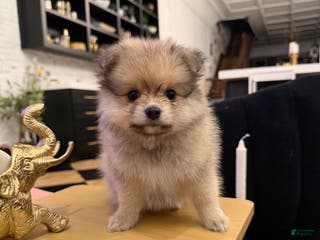 Pomeranian dogs Dolly - Ad 17