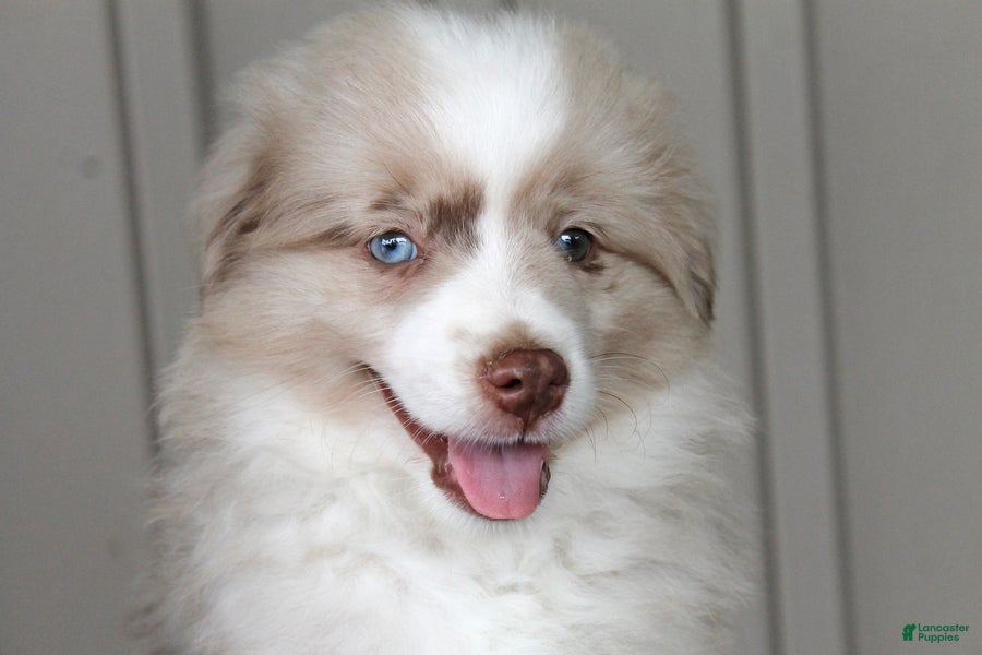 Australian Shepherd dogs Sparky - Ad 2