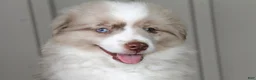 Australian Shepherd dogs for sale: Sparky - Ad 2