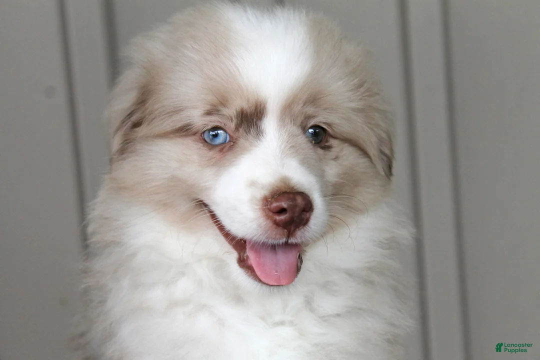 Australian Shepherd dogs for sale: Sparky - Ad 2