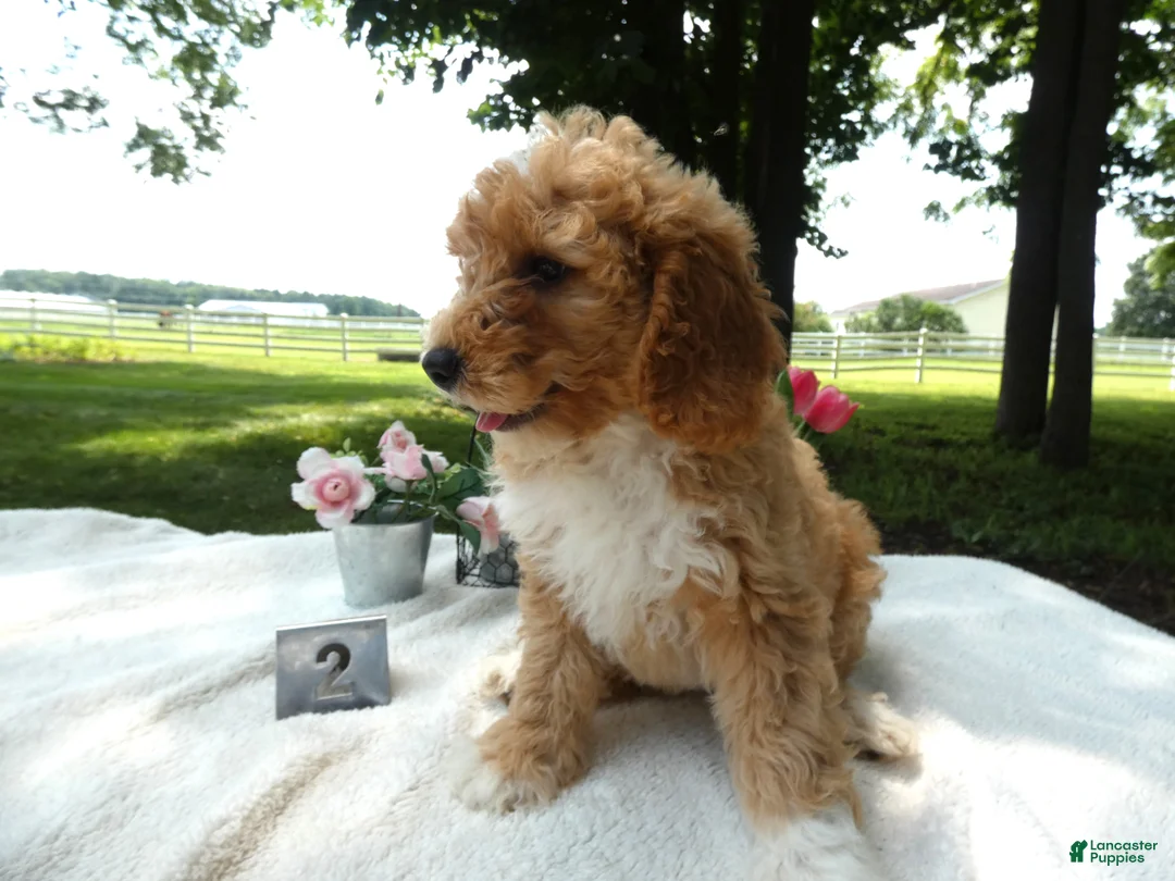 Mini Goldendoodle dogs for sale: Mini Goldendoodle 2 Nelly - Ad 2