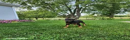 Doberman Pinscher dogs for sale: Knox - Ad 5