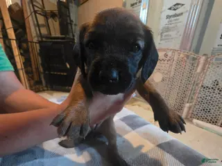 Other breed dogs Bavarian Mountain Scent Hound Red Male - Ad 14