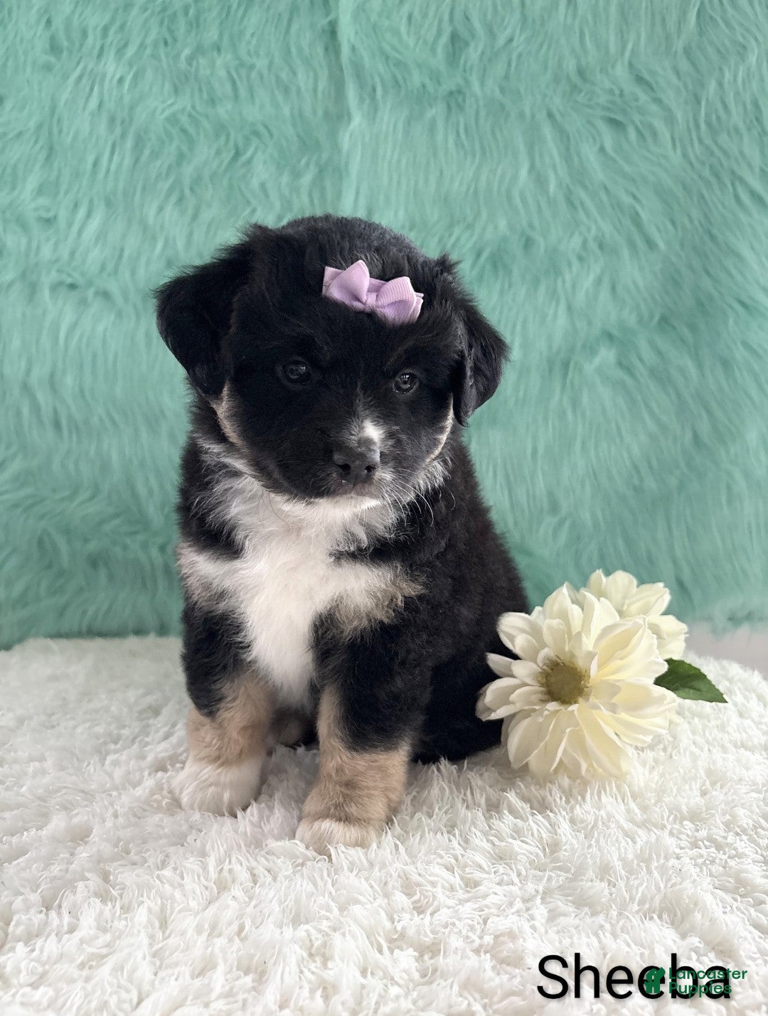 Miniature Australian Shepherd dogs Sheeba - Ad 2