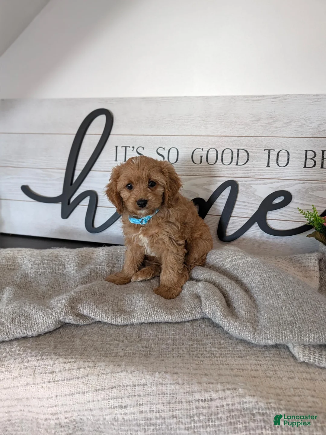 Cavapoo dogs for sale: Prince - Ad 2
