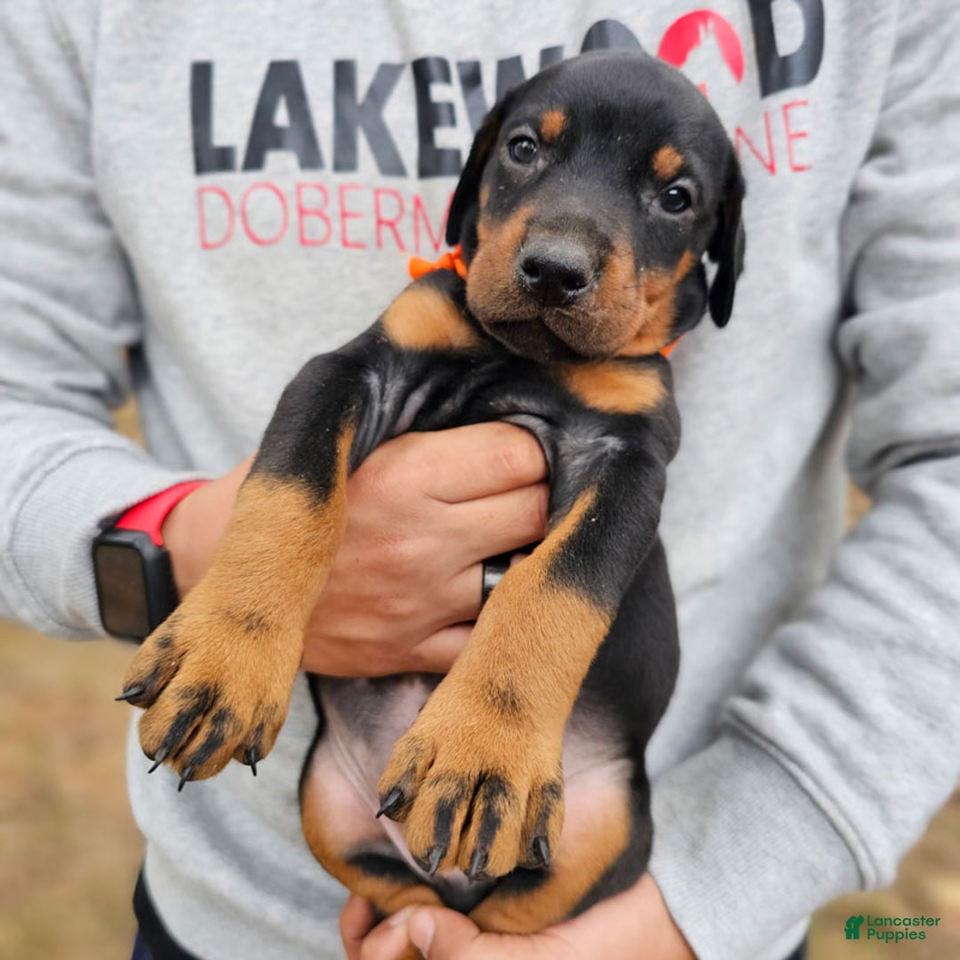 Doberman Pinscher dogs for sale: Black Female - Ad 1
