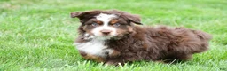 Miniature Australian Shepherd dogs for sale: Wendall - Ad 5