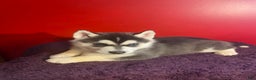 Siberian Husky dogs for sale: Oscar - Ad 6
