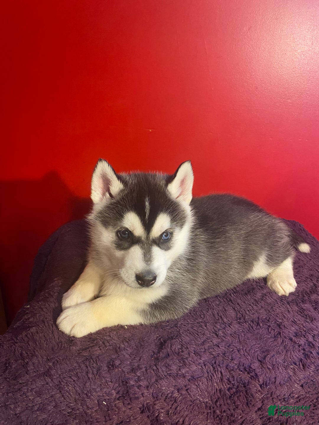 Siberian Husky dogs for sale: Oscar - Ad 6