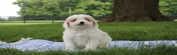 Mini Goldendoodle dogs for sale: Tulip - Ad 4