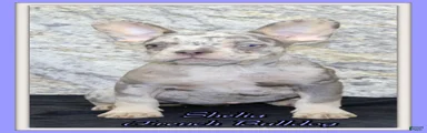 Shelia Female AKC French Bulldog