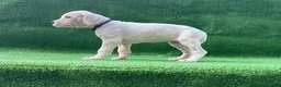 Dogo Argentino dogs for sale: Purple  - Ad 3