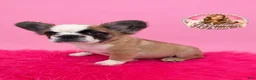 French Bulldog dogs for sale: Bailey 💘 - Ad 1