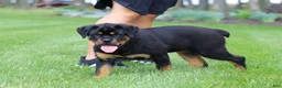 Rottweiler dogs for sale: Angela - Ad 11