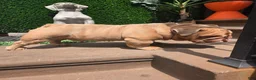 English Bulldog dogs for stud: OPEN FOR STUD - Ad 8