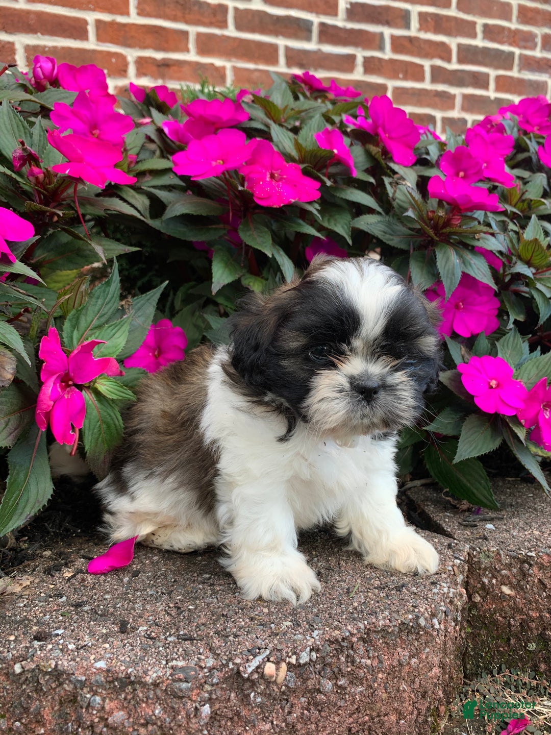 Shih Tzu dogs for sale: Archie - Ad 9