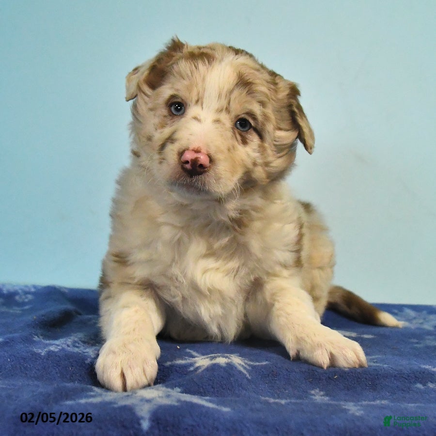 Mixed Breed dogs Ryan - Ad 2