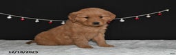 Golden Retriever dogs for sale: Anna - Ad 4