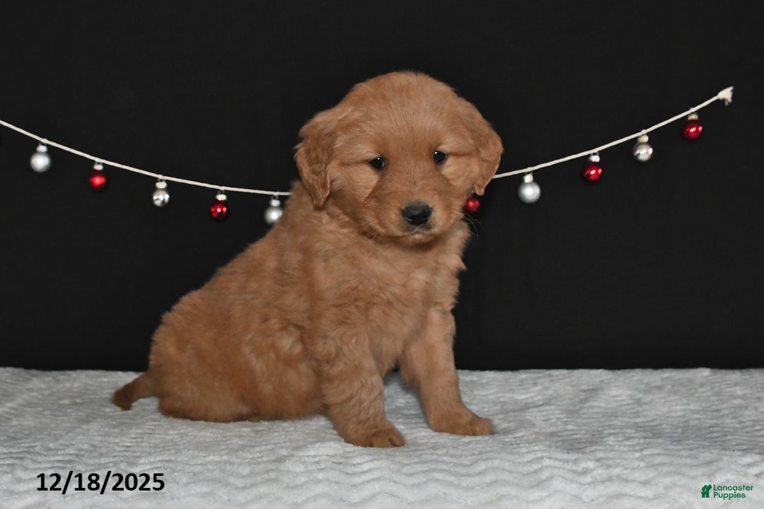 Golden Retriever dogs for sale: Anna - Ad 4
