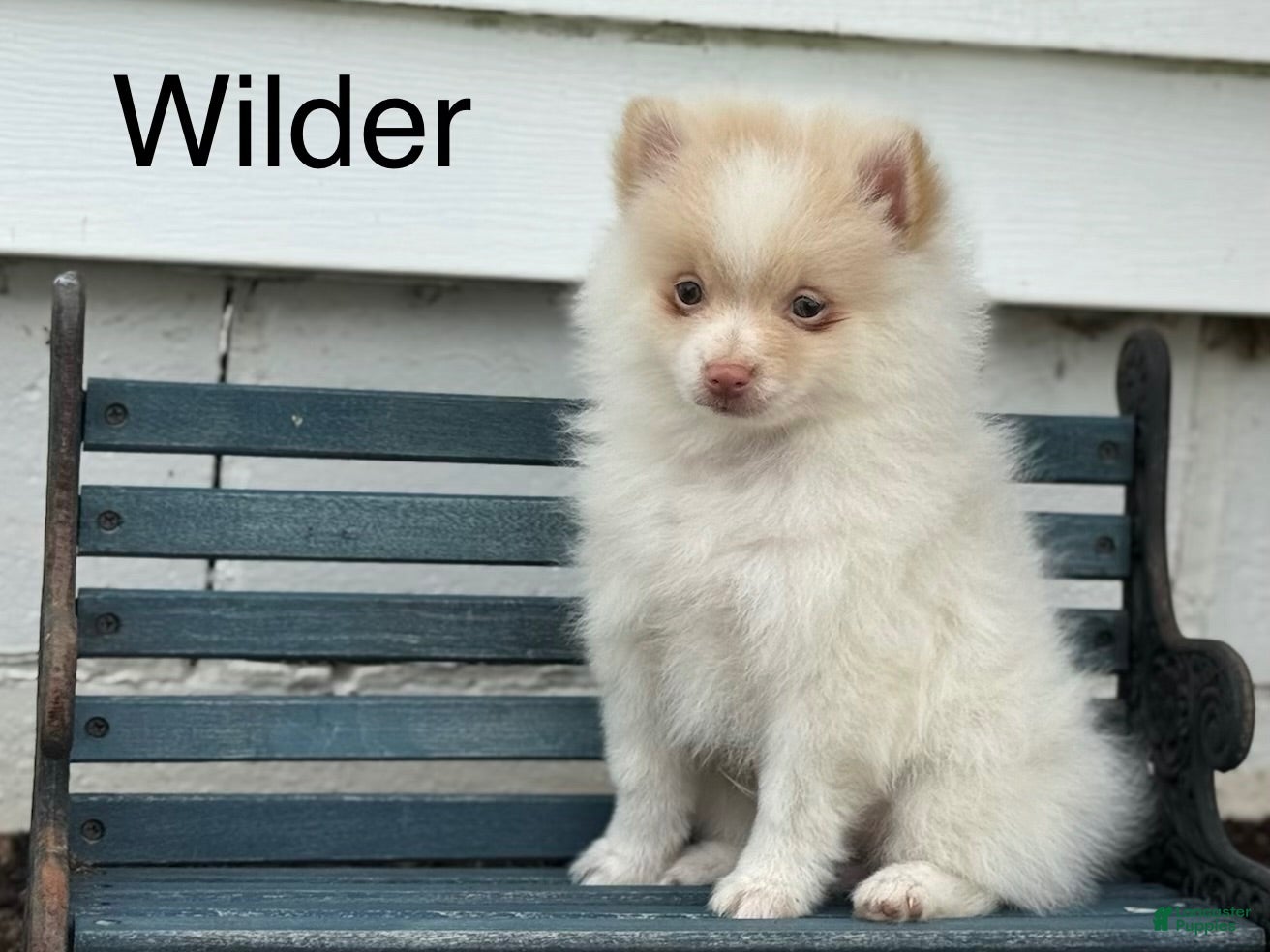 Pomeranian dogs Wilder - Ad 1