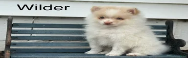 Wilder