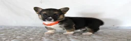 Welsh Corgi Pembroke dogs for sale: Hugo - Ad 3
