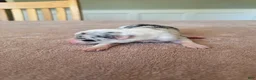 Border Collie dogs for sale: Greta - Ad 4