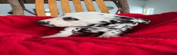 Dalmatian dogs for sale: Tessa - Ad 9