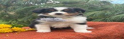 Miniature Australian Shepherd dogs for sale: Tango - Ad 13