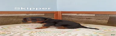 Skipper