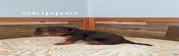 Cavalier King Charles Spaniel dogs for sale: Skipper - Ad 1