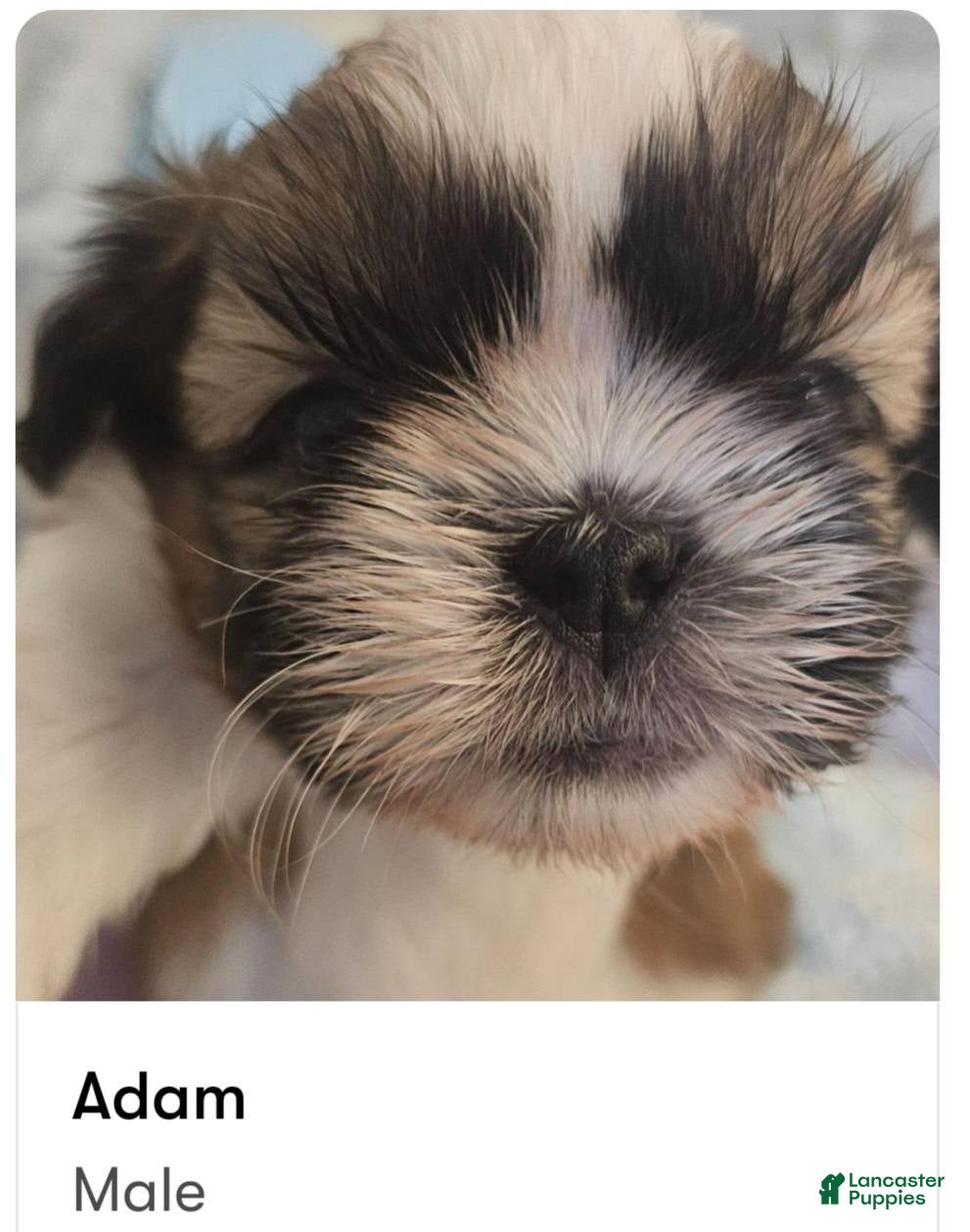 Shih Tzu dogs Adam - Ad 1