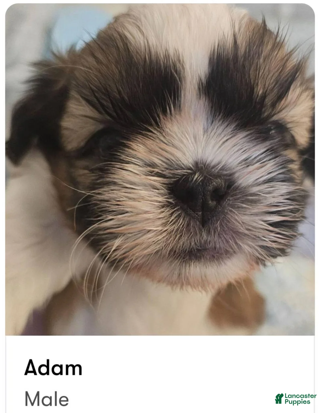 Shih Tzu dogs for sale: Adam - Ad 1