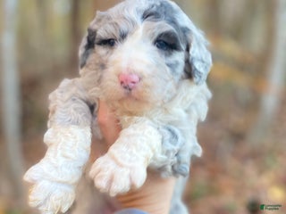 Aussiedoodle dogs - Ad 3