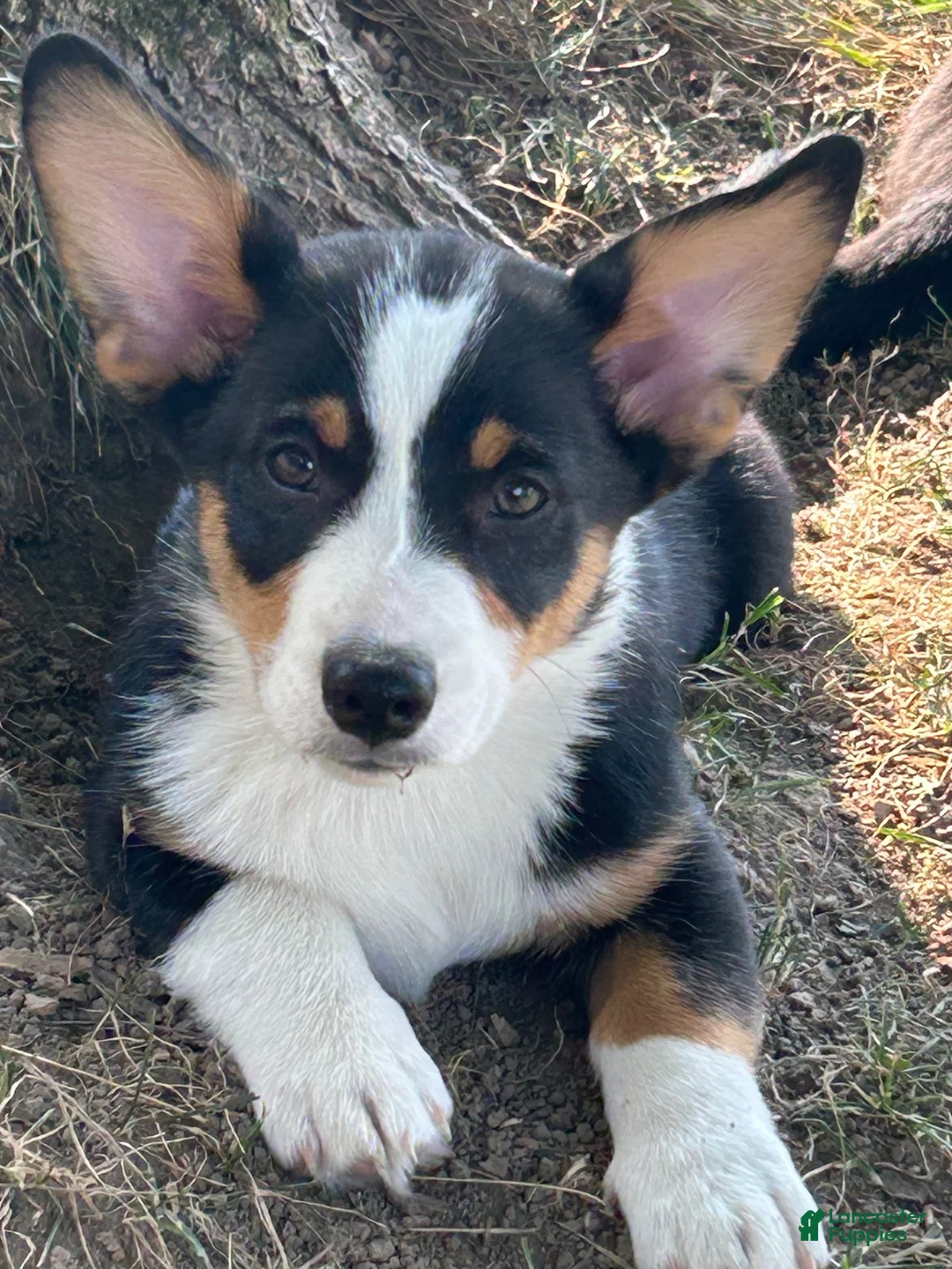 American Corgi dogs for sale: American Corgi 3 - Ad 1