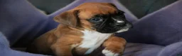 Boxer dogs for sale: Callie - Ad 7
