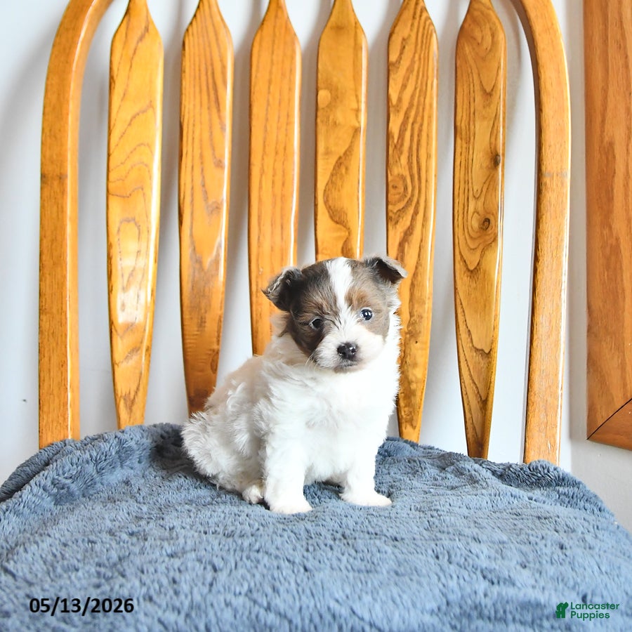Pomapoo dogs Lexie - Ad 1
