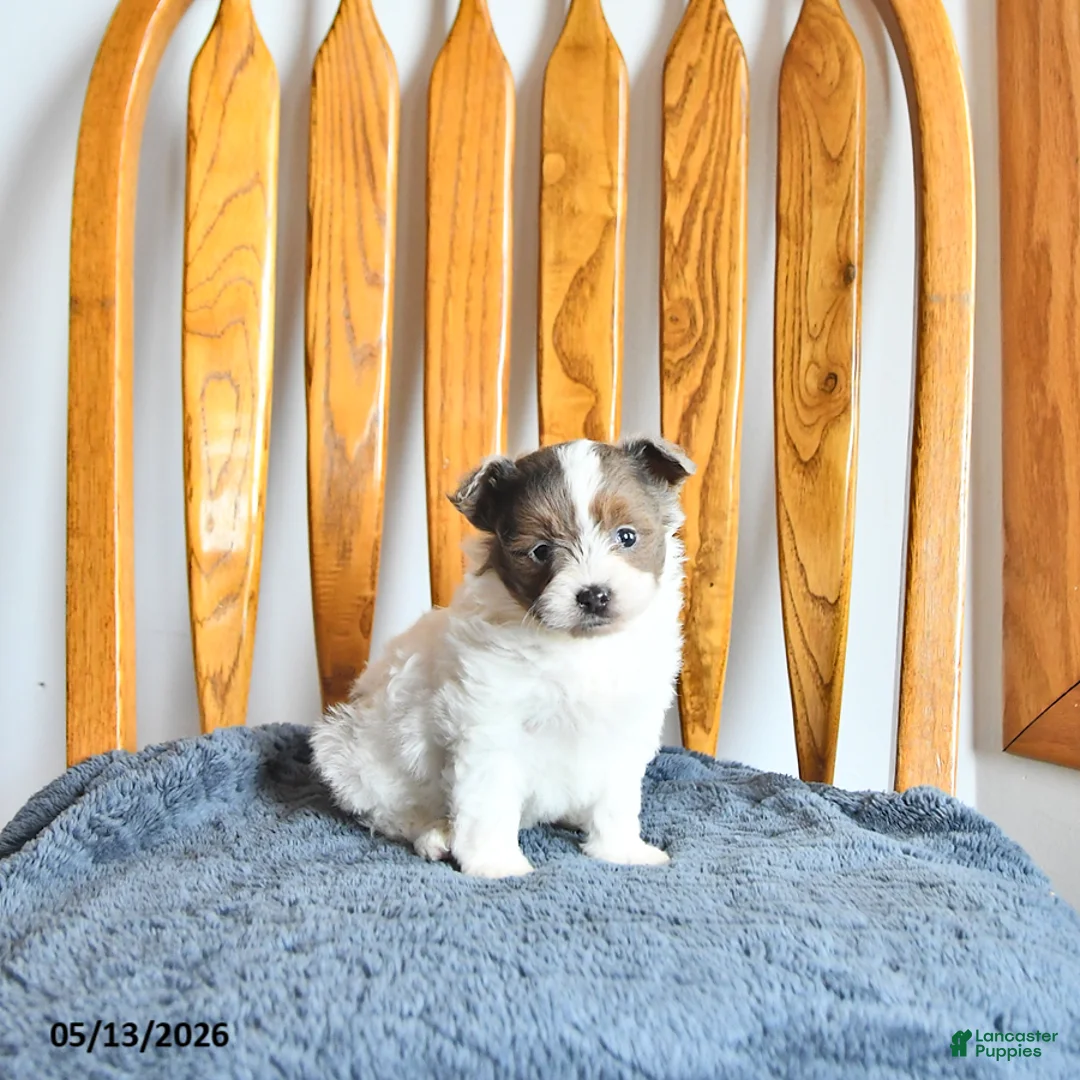 Pomapoo dogs for sale: Lexie - Ad 1