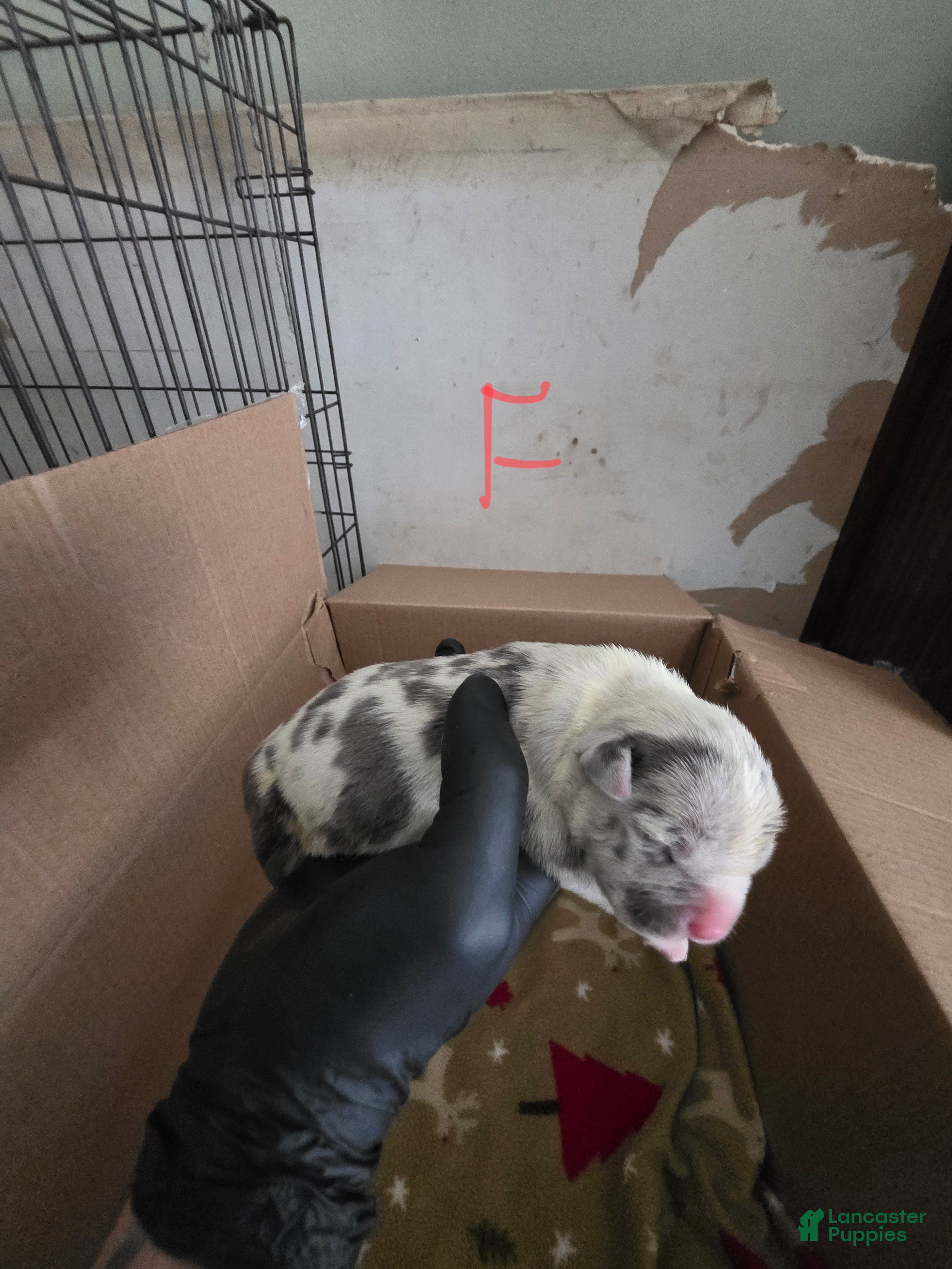 American Bully dogs American Bully 8 - Ad 24