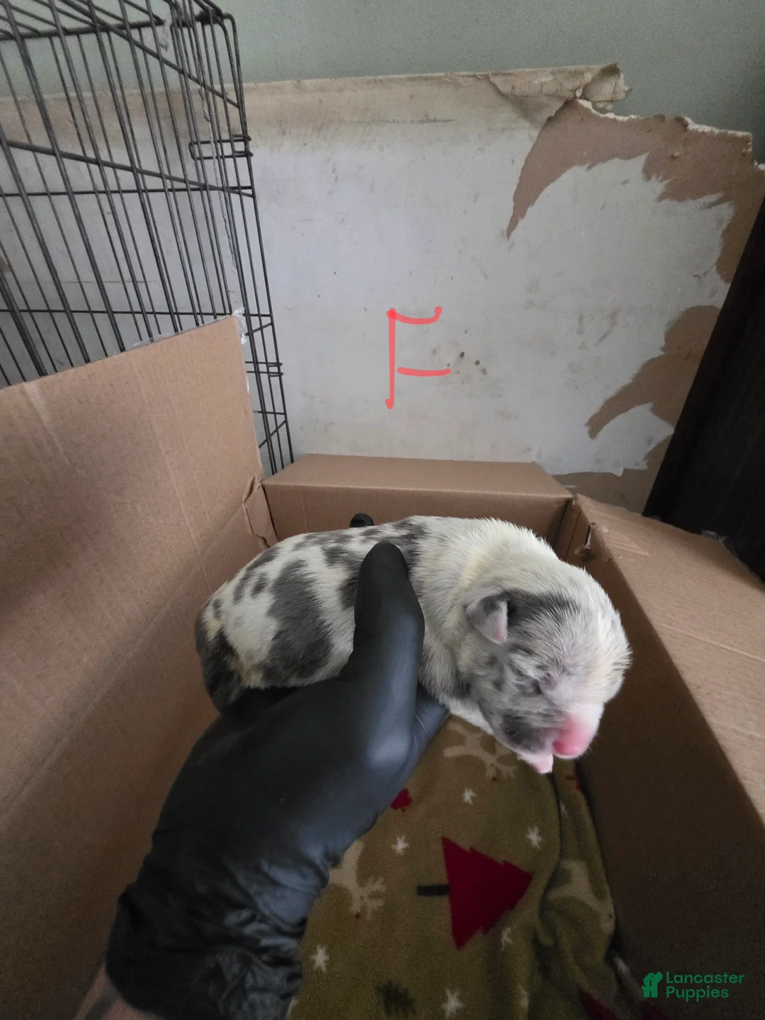 American Bully dogs for sale: American Bully 8 - Ad 1
