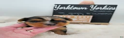Yorkshire Terrier dogs for sale: Max - Ad 2