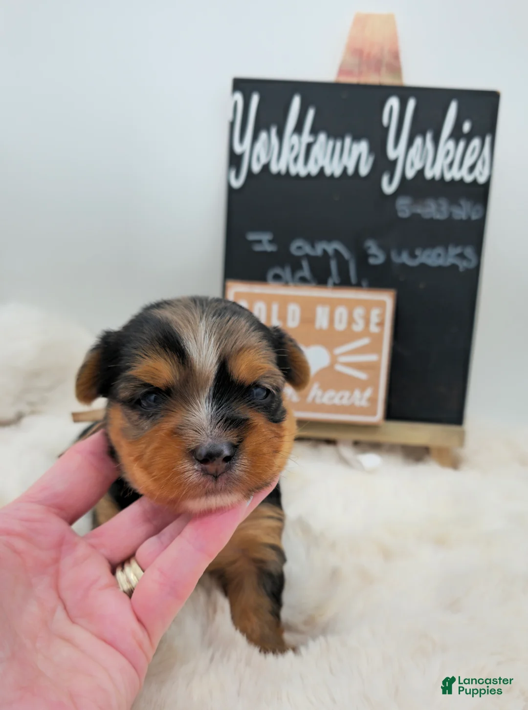 Yorkshire Terrier dogs for sale: Max - Ad 2