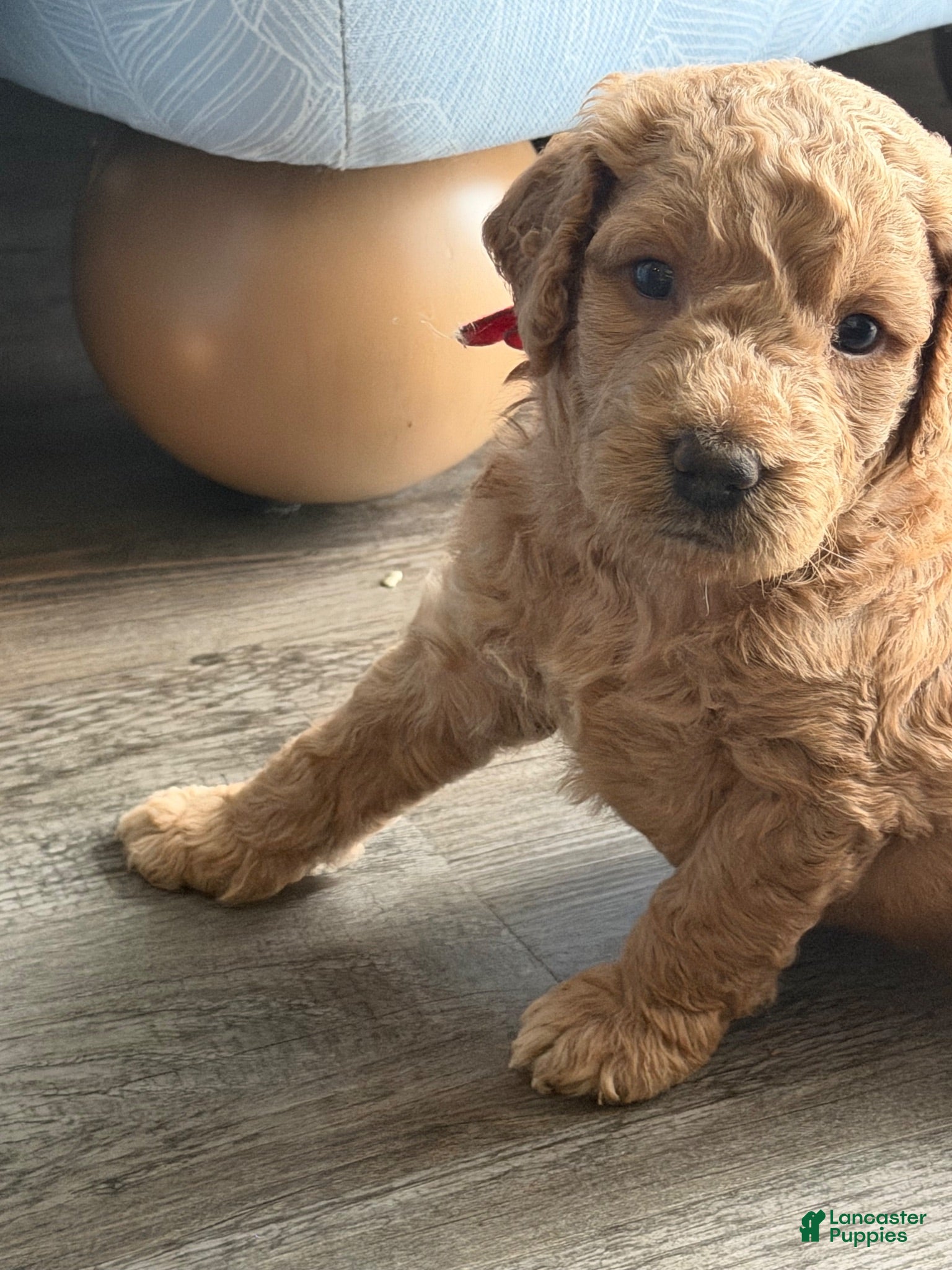 Goldendoodle dogs Winston - Ad 27