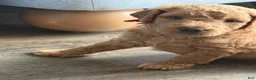 Goldendoodle dogs for sale: Winston - Ad 2