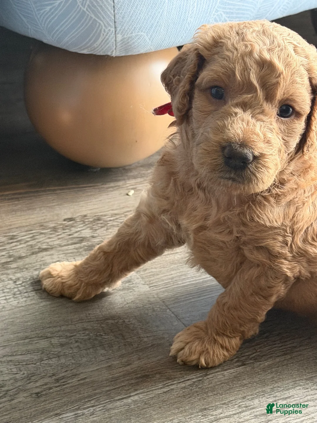 Goldendoodle dogs for sale: Winston - Ad 2