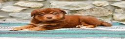 Australian Shepherd dogs for sale: Lucy - Ad 5